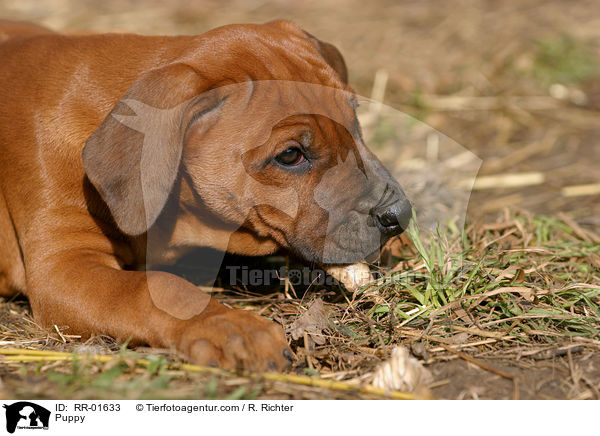 Rhodesian Ridgeback Welpe / Puppy / RR-01633