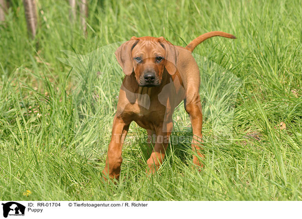 Rhodesian Ridgeback Welpe / Puppy / RR-01704