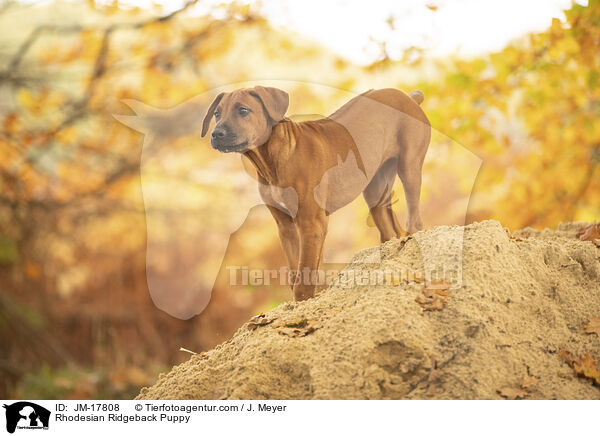 Rhodesian Ridgeback Puppy / JM-17808