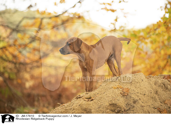 Rhodesian Ridgeback Puppy / JM-17810