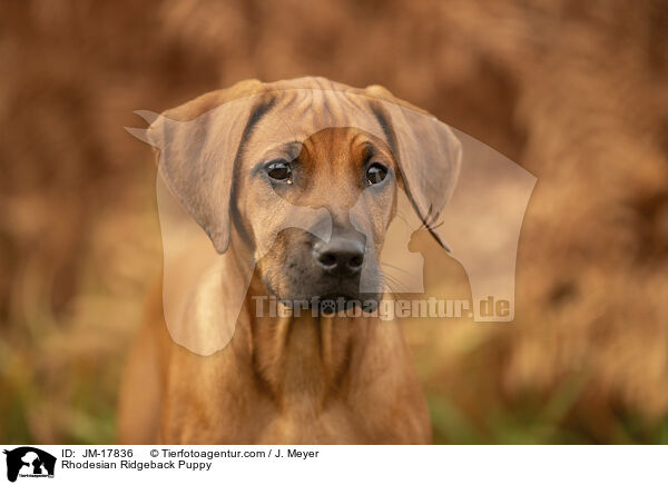 Rhodesian Ridgeback Puppy / JM-17836