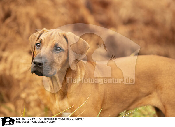 Rhodesian Ridgeback Puppy / JM-17840