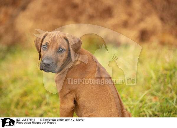 Rhodesian Ridgeback Puppy / JM-17841