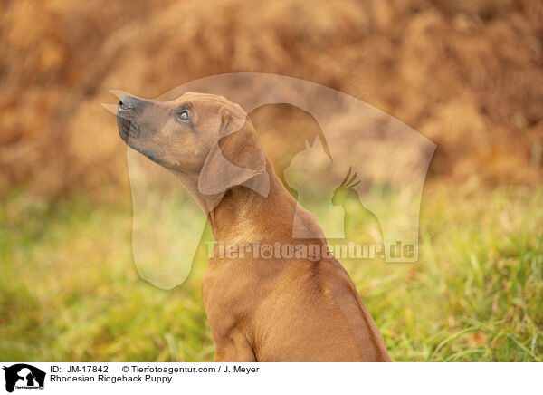 Rhodesian Ridgeback Puppy / JM-17842
