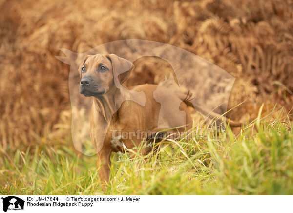 Rhodesian Ridgeback Puppy / JM-17844