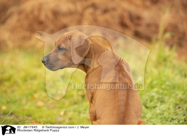 Rhodesian Ridgeback Puppy / JM-17845