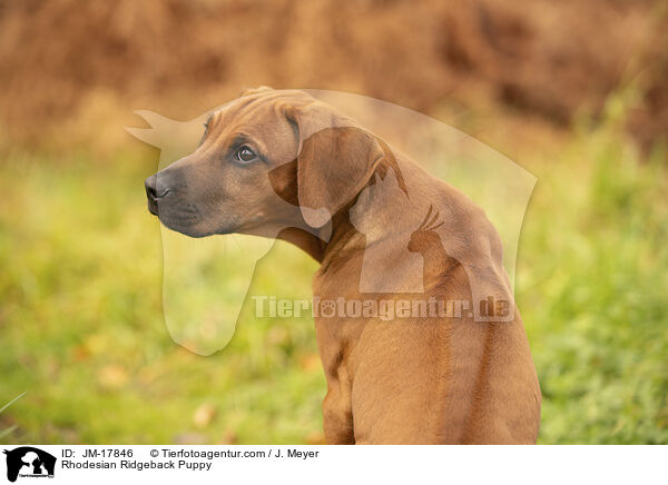 Rhodesian Ridgeback Puppy / JM-17846