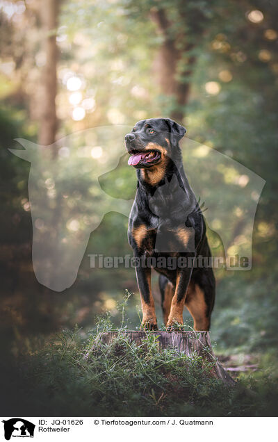 Rottweiler / Rottweiler / JQ-01626
