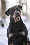 Rottweiler in the winter