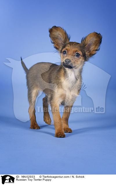Russian Toy Terrier Puppy / NN-02933