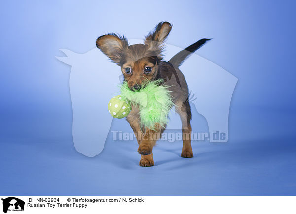 Russian Toy Terrier Puppy / NN-02934