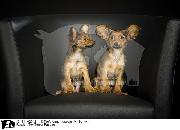 Russian Toy Terrier Puppies / NN-02942
