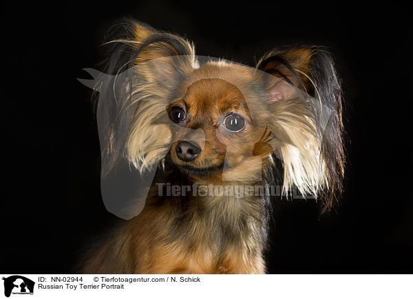 Russian Toy Terrier Portrait / NN-02944