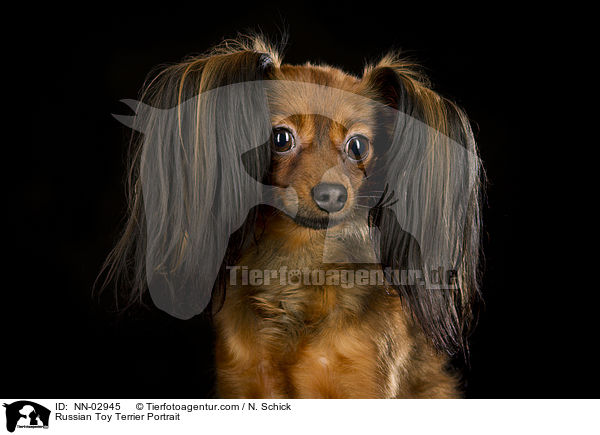 Russian Toy Terrier Portrait / NN-02945