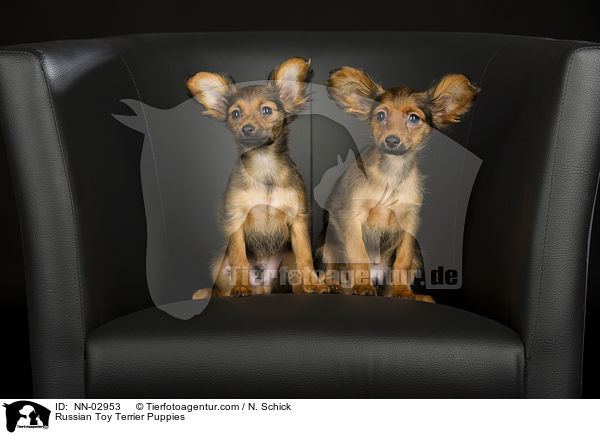 Russian Toy Terrier Puppies / NN-02953