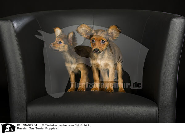 Russian Toy Terrier Puppies / NN-02954