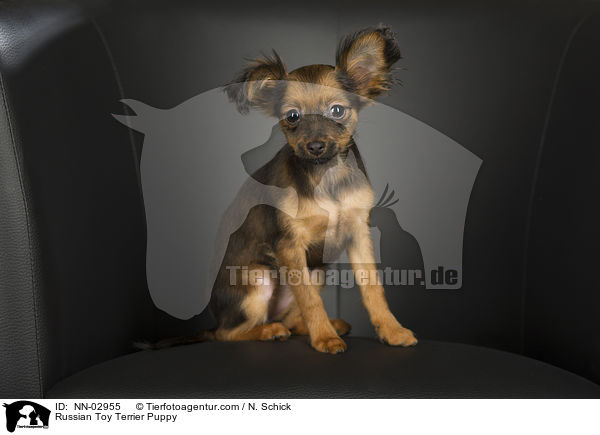 Russian Toy Terrier Puppy / NN-02955