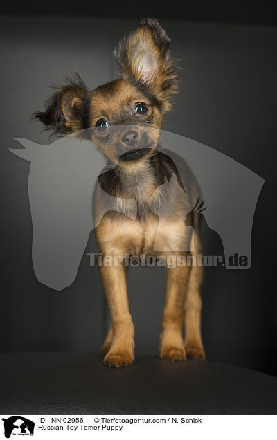 Russian Toy Terrier Puppy / NN-02956