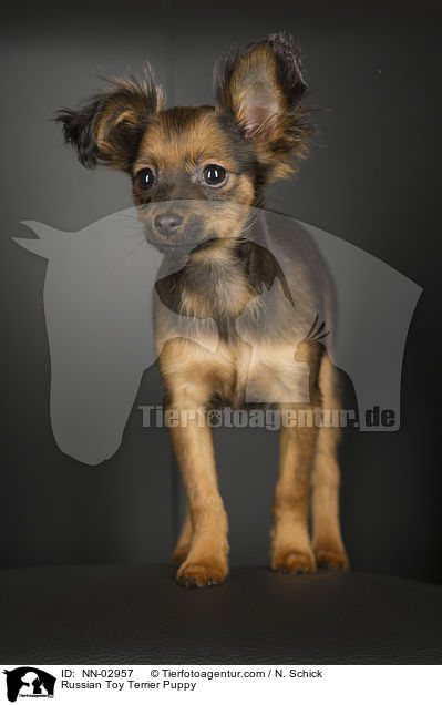 Russian Toy Terrier Puppy / NN-02957