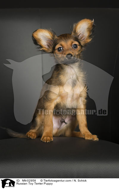 Russian Toy Terrier Puppy / NN-02958