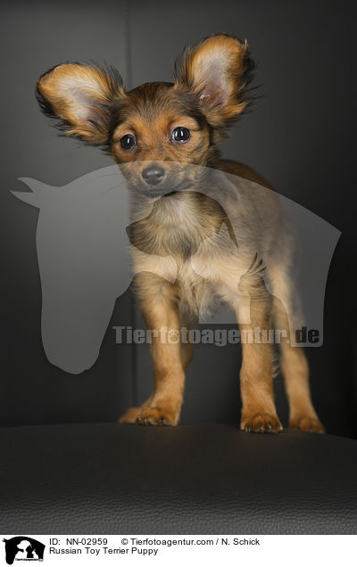 Russian Toy Terrier Puppy / NN-02959