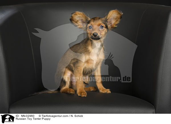 Russian Toy Terrier Puppy / NN-02960