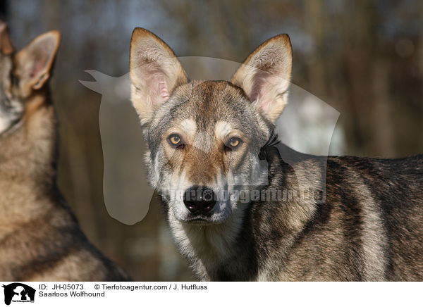 Saarloos Wolfhound / JH-05073
