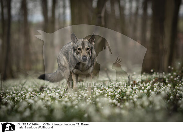 male Saarloos Wolfhound / TBA-02484
