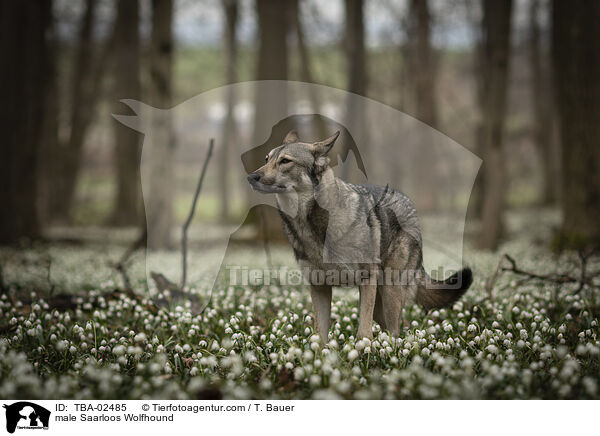 male Saarloos Wolfhound / TBA-02485
