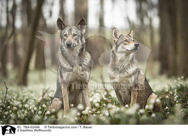 2 Saarloos Wolfhounds / TBA-02496