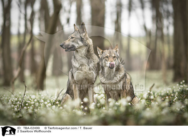 2 Saarloos Wolfhounds / TBA-02499