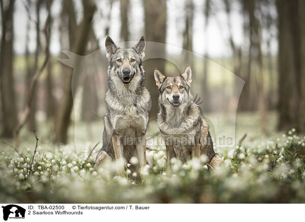 2 Saarloos Wolfhounds / TBA-02500
