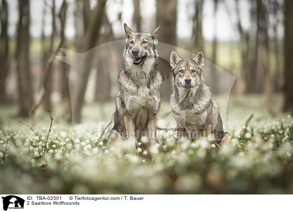 2 Saarloos Wolfhounds / TBA-02501