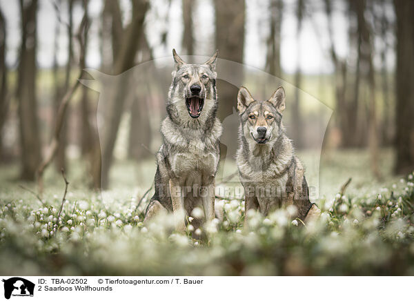 2 Saarloos Wolfhounds / TBA-02502