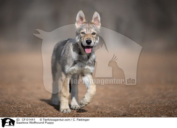 Saarloos Wolfhound Puppy / CF-01441