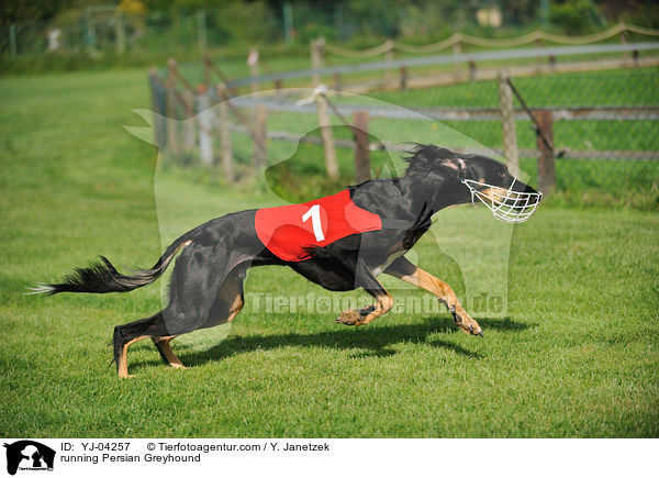 running Persian Greyhound / YJ-04257