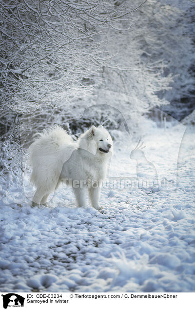 Samoyed in winter / CDE-03234