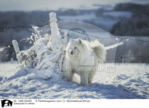 Samoyed in winter / CDE-03245