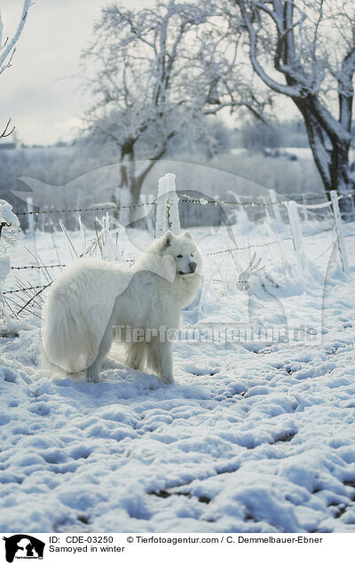 Samoyed in winter / CDE-03250