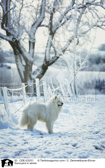 Samoyed in winter / CDE-03251