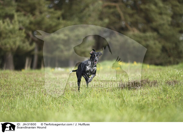 Europischer Schlittenhund / Scandinavian Hound / JH-31600