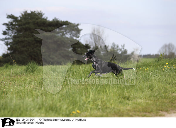 Europischer Schlittenhund / Scandinavian Hound / JH-31604
