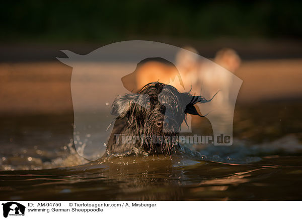 swimming German Sheeppoodle / AM-04750