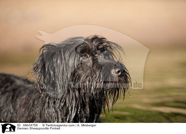 German Sheeppoodle Portrait / AM-04756