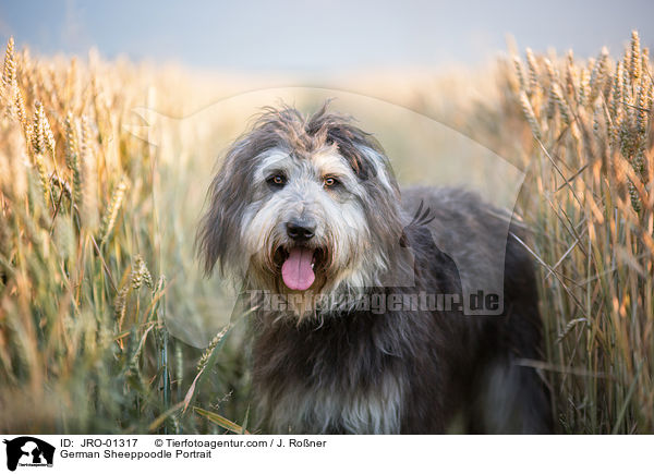German Sheeppoodle Portrait / JRO-01317