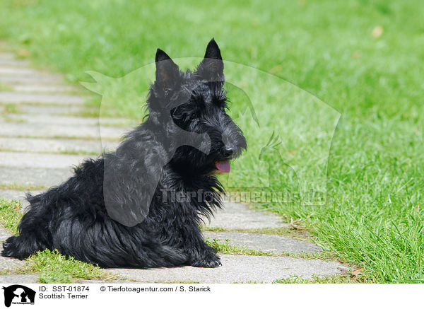 Scottish Terrier / SST-01874