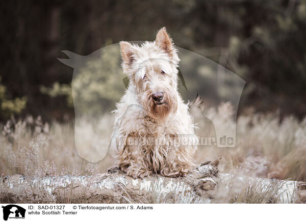 white Scottish Terrier / SAD-01327