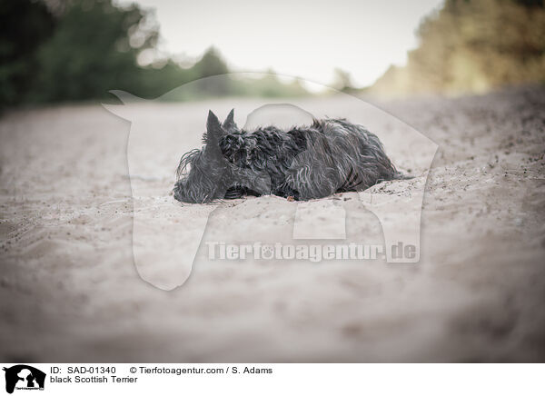 black Scottish Terrier / SAD-01340