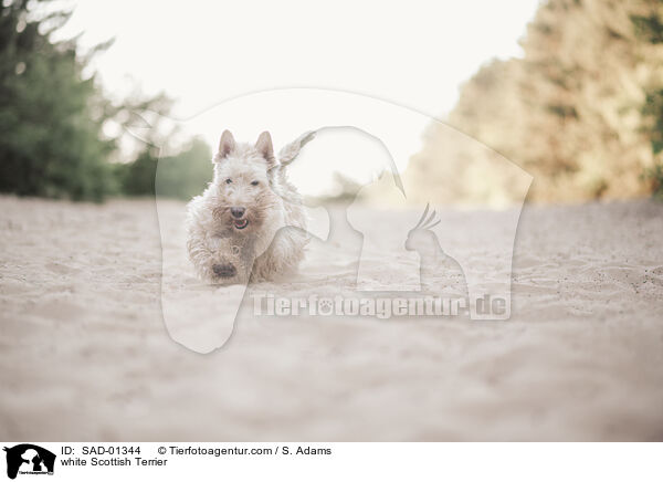 white Scottish Terrier / SAD-01344
