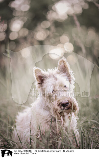 white Scottish Terrier / SAD-01346